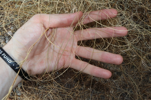 Image of Cymbopogon ambiguus by (c) Thomas Mesaglio, some rights reserved (CC BY)