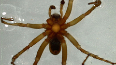 Lycosidae