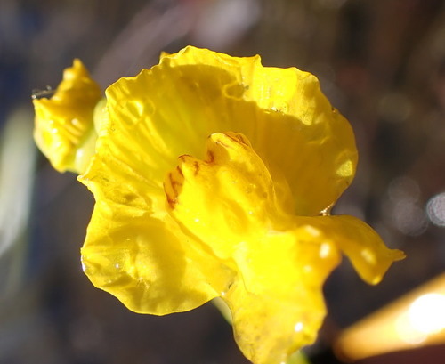 Image of Utricularia floridana by (c) mfeaver, some rights reserved (CC BY)