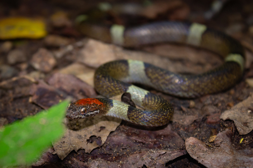 False Cat-eyed Snake