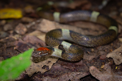 False Cat-Eyed Snake photo 5