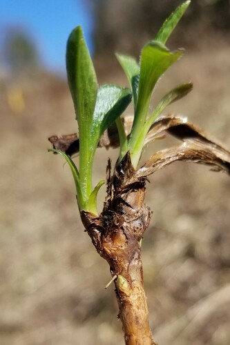Rhopalomyia bulbula
