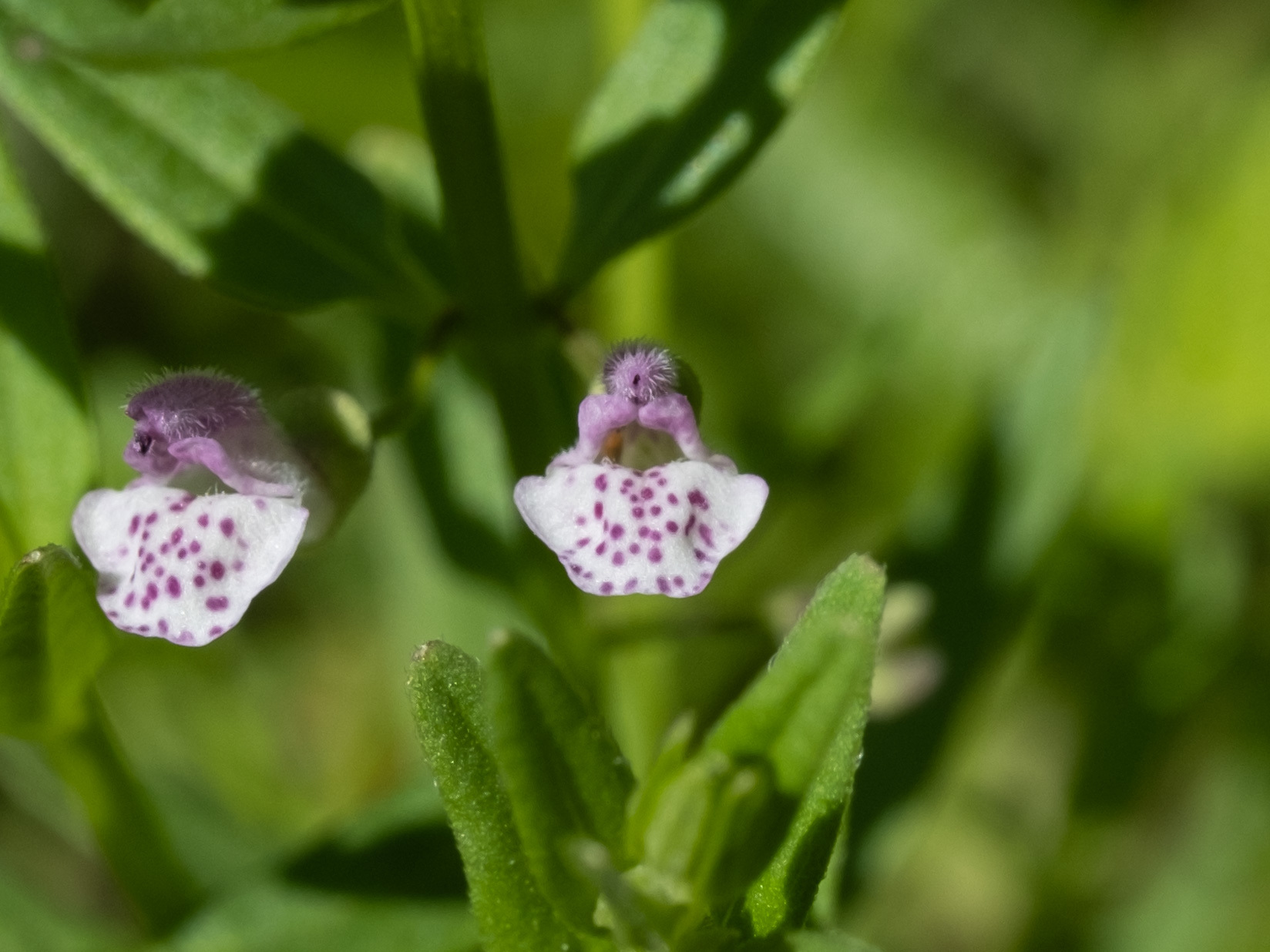 Scutellaria racemosa