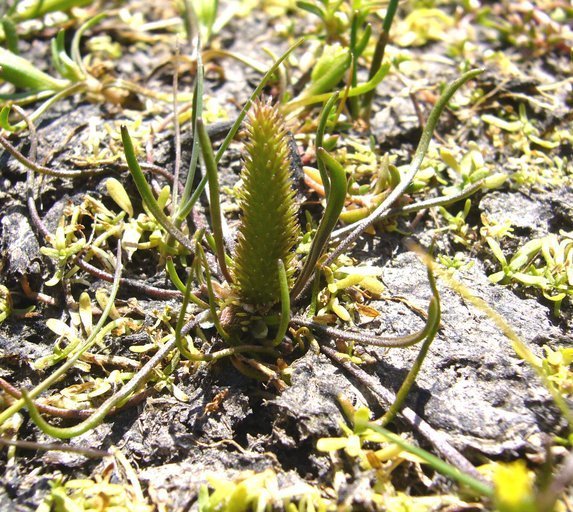 Myosurus sessilis