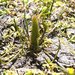 Vernal Pool Mousetail - Photo (c) 2009 Zoya Akulova, some rights reserved (CC BY-NC)