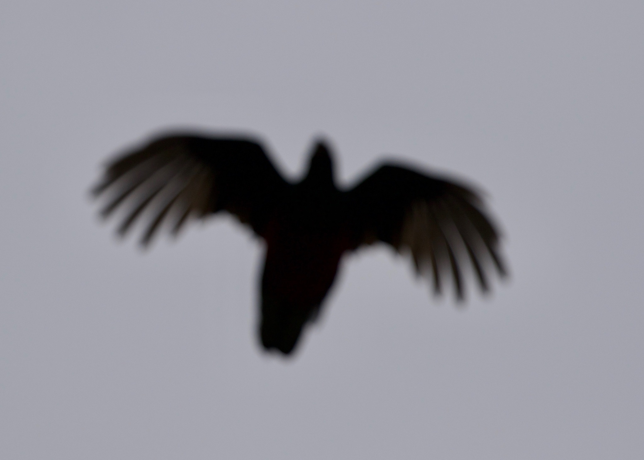 Crested Quetzal (Pharomachrus antisianus), photo 4