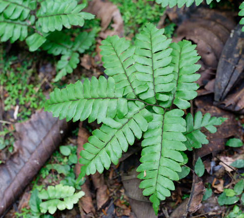 Adiantum latifolium image