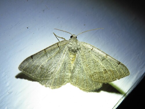Pale-veined Isturgia photo 4