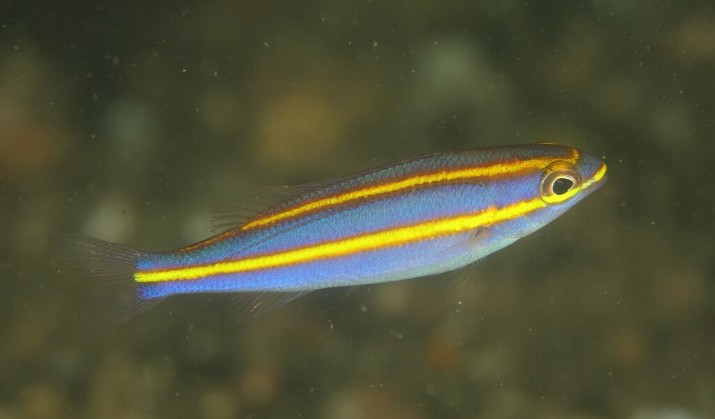 Yellowstripe Threadfin Bream from Sydney NSW, Australia on March 31 ...