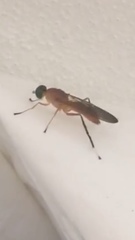 Ptecticus testaceus