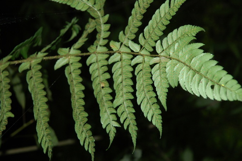 Polystichum altum