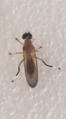Ptecticus testaceus
