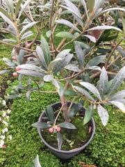 Hippophae