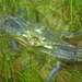 Australian Blue Swimmer Crab - Photo (c) Dan Monceaux, some rights reserved (CC BY-NC), uploaded by Dan Monceaux