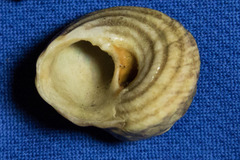 Tegula aureotincta