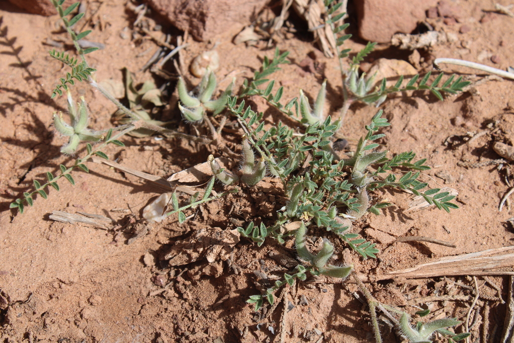Astragalus pseudosinaicus