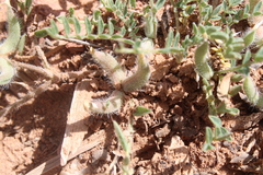 Astragalus pseudosinaicus image