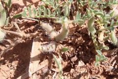 Astragalus pseudosinaicus image