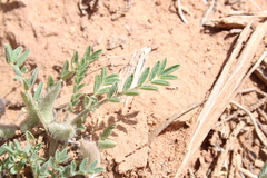 Image of Astragalus pseudosinaicus