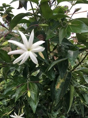 Magnoliopsida