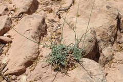 Catananche caerulea image