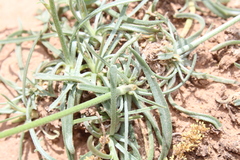 Catananche caerulea image