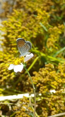 Brephidium exilis exilis