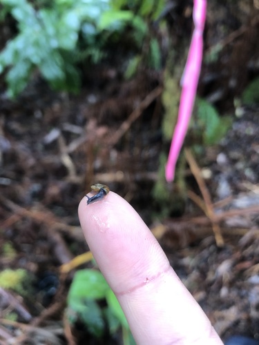 Oxychilus alliarius observed 2023-03-29