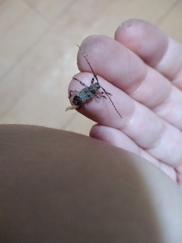 Xenocona asperipennis
