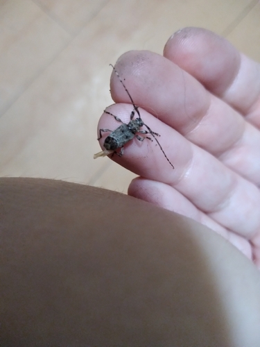 Xenocona asperipennis