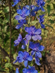 Delphinium malabaricum