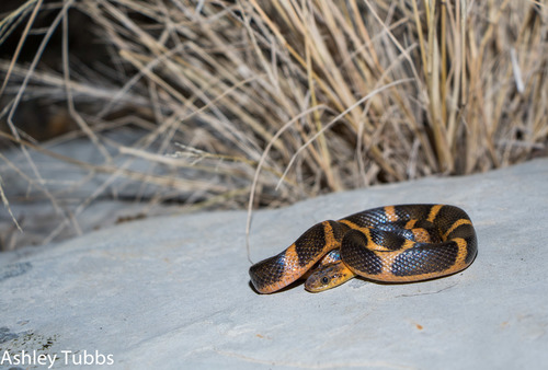 Photo of a Cat-eyed Snake (septentrionalis) (Leptodeira septentrionalis)