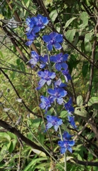 Delphinium malabaricum