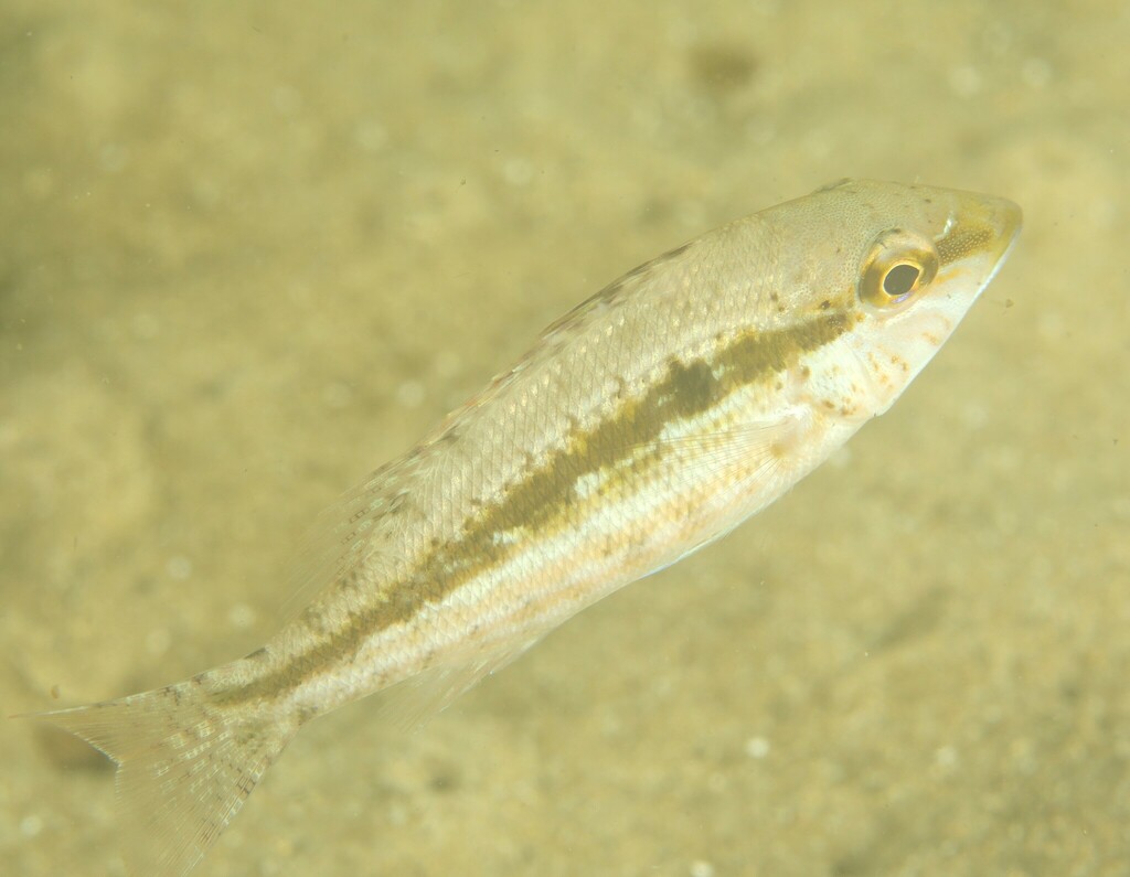 Threadfin Emperor from Sydney NSW, Australia on March 31, 2023 at 1123
