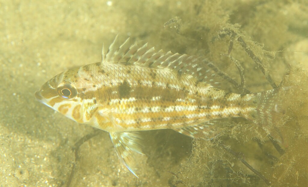 Threadfin Emperor from Sydney NSW, Australia on March 31, 2023 at 1124