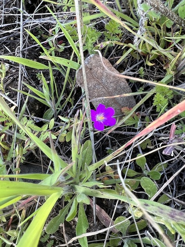 iNaturalist observation photo of redmaids