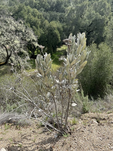 iNaturalist observation photo of Woolly Yerba Santa