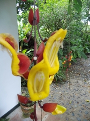 Thunbergia mysorensis