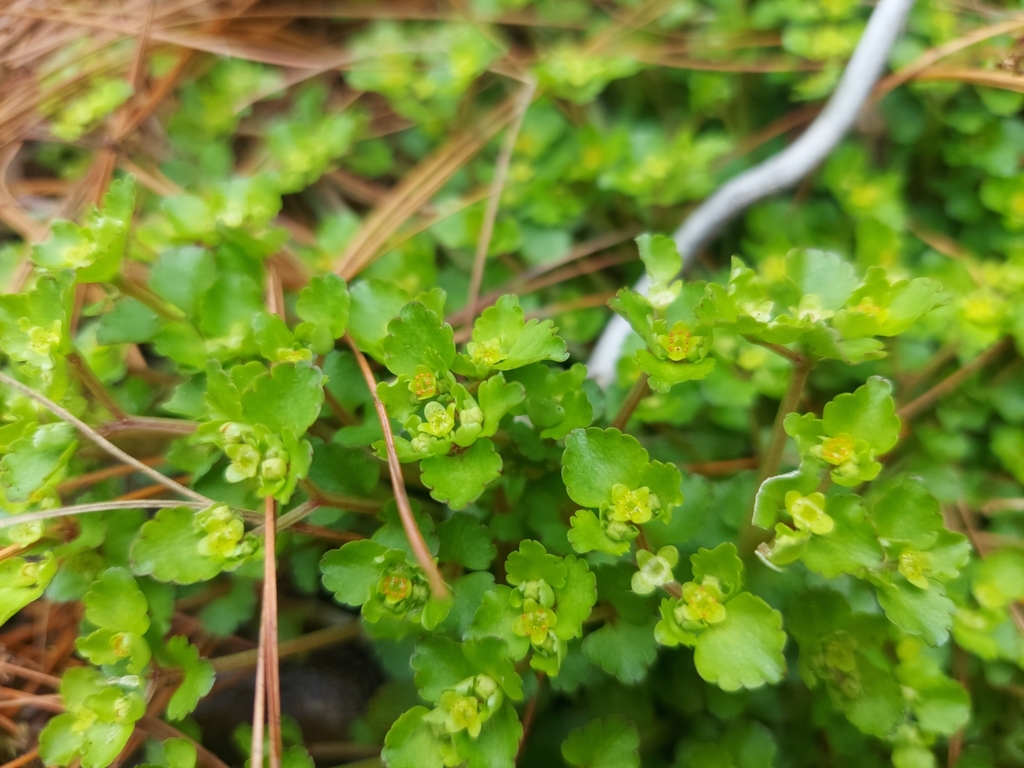 Chrysosplenium nepalense