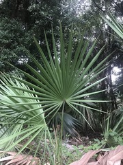 Serenoa repens
