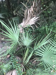 Serenoa repens
