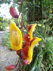 Thunbergia mysorensis