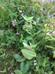 Impatiens glandulifera