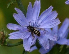Dolichovespula norvegicoides