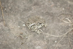 Anaxyrus compactilis