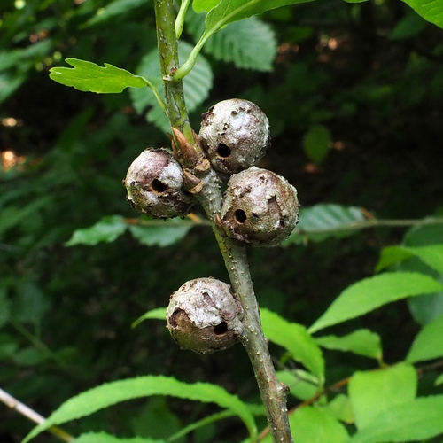 Cola Nut Gall Wasp
