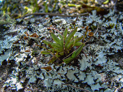 Bolusiella iridifolia image