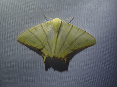 Ourapteryx sciticaudaria