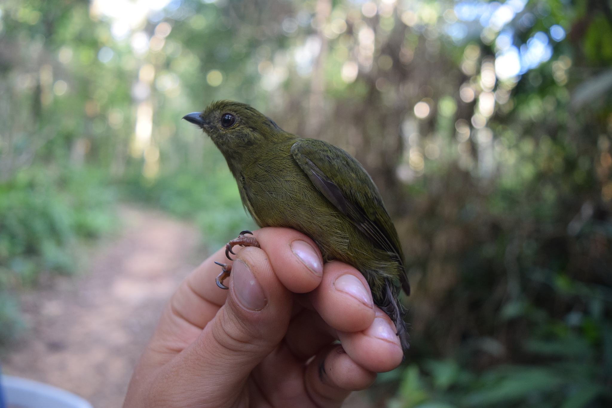 Blue-backed Manakin illustration