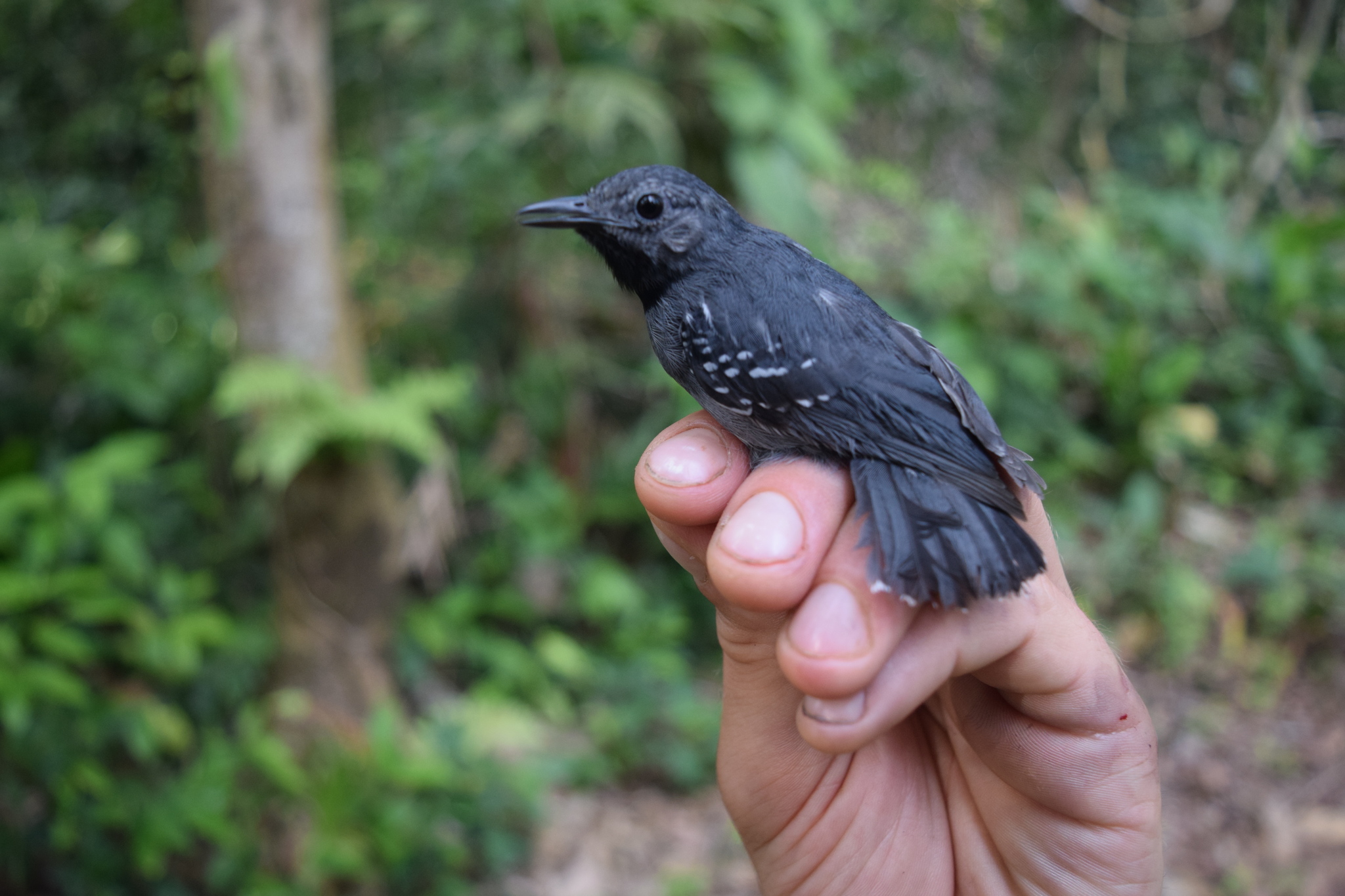 Long-winged Antwren (Myrmotherula longipennis), photo 7